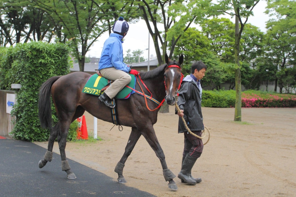Glorious Days has had an unusual preparation. Photo: Kenneth Chan