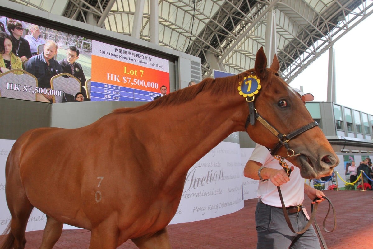 The three-year-old gelding by dual-hemisphere super sire Exceed and Excel is led out of the parade ring at Sha Tin. Photo: Kenneth Chan