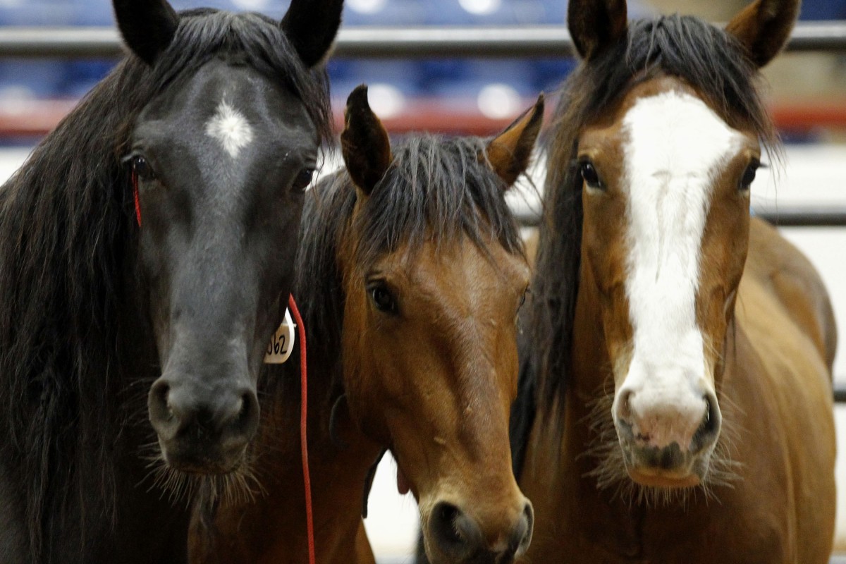 The stringent examination process actually works against securing talented horses via private purchases. Photo: MCT