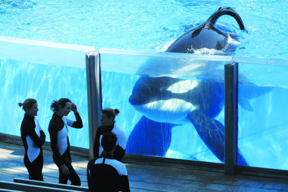 Could Zhuhai S New Ocean Kingdom Create A Market For Imported Whale Tili And Trainers At Seaworld In Orlando Florida 2017