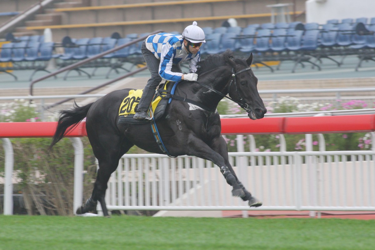 Stag Knight can break through on Sunday after a luckless debut. Photo: Kenneth Chan
