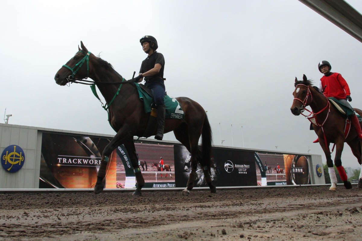 Epiphaneia heads out onto Sha Tin's all-weather track for a gallop on Saturday morning, with fellow Japanese raider Uncoiled following behind. Photos: Kenneth Chan