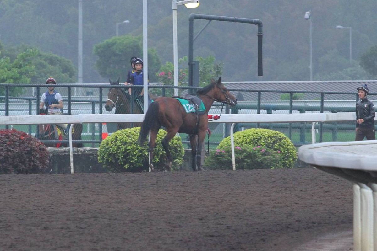 Douglas Whyte was forced to pull Akeed Mofeed to a stop during trackwork last week, but the injury is not as serious as first feared. Photo: Kenneth Chan