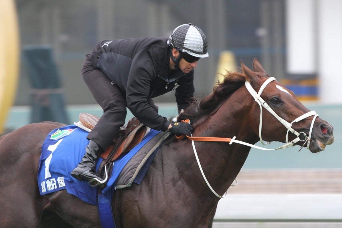 Anton Marcus takes Variety Club for a light workout ahead of Sunday's Champions Mile race. Photo: Kenneth Chan    