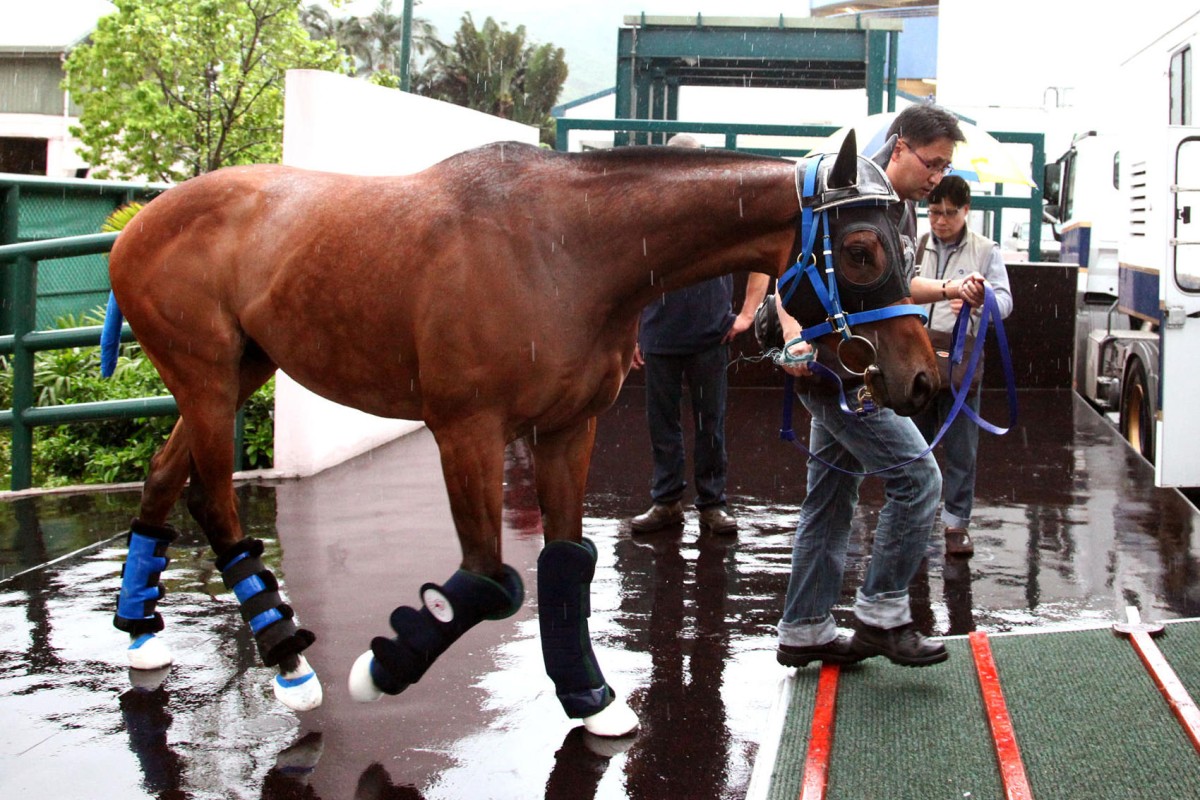 A strapped Lucky Nine wears a helmet before he is loaded onto a plane for Singapore. Photo: SMP Pictures