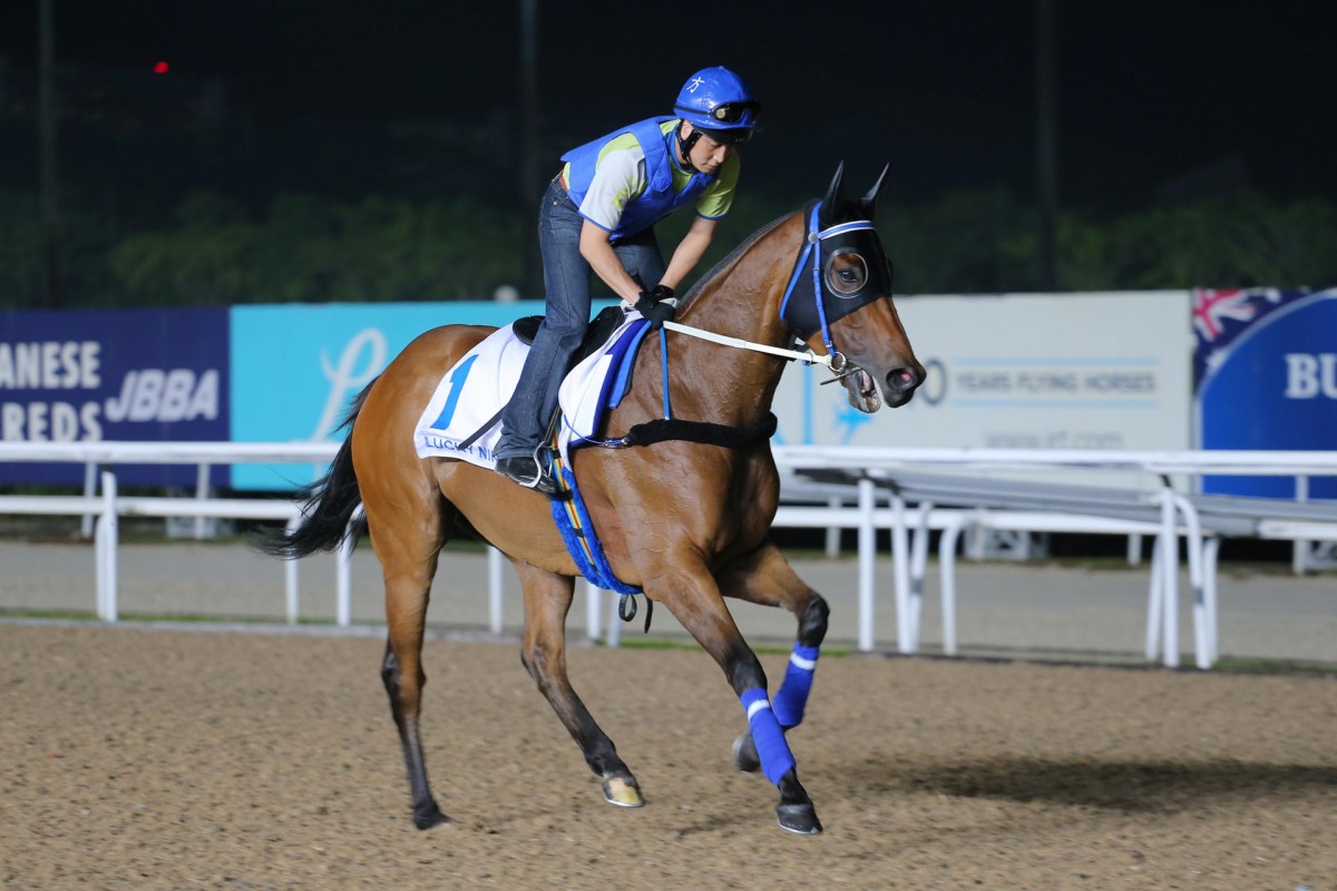Lucky Nine works out at Kranji as he prepares to defend his title in tonight's KrisFlyer International Sprint. Photo: Kenneth Chan