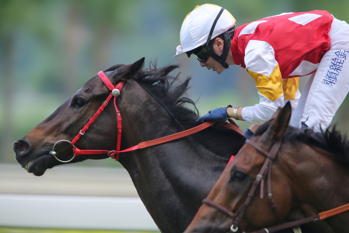 Perfect Triumph wins at 67-1 at Sha Tin last Saturday, and followers of the SCMP Racing Post Twitter account would have been on. Photo: Kenneth Chan