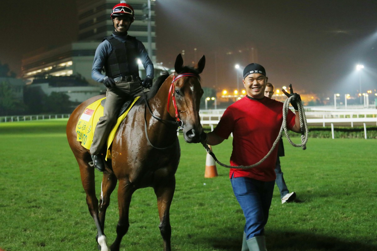Spalato heads back to its stable after working out on the turf at Sha Tin on Wednesday. Photos: Kenneth Chan