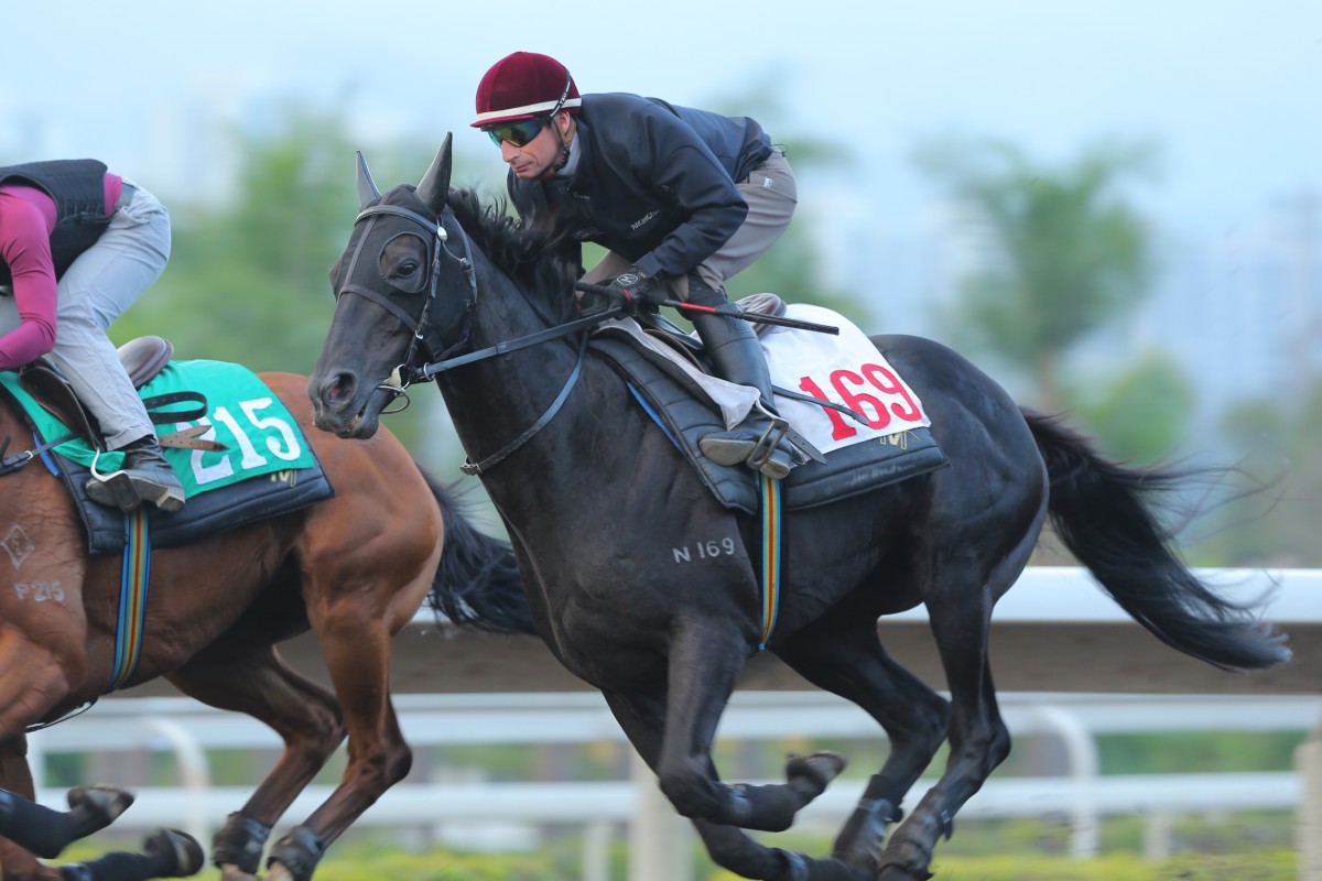 Trainer John Moore is hoping to get a kinder surface on international day with more grass cover for Dominant. Photos: Kenneth Chan. 