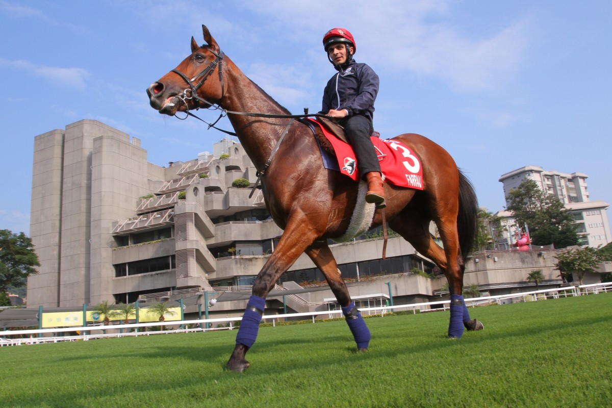 Farraaj is out to join the ranks of globetrotting marvels in the Hong Kong Cup. Photo: Kenneth Chan