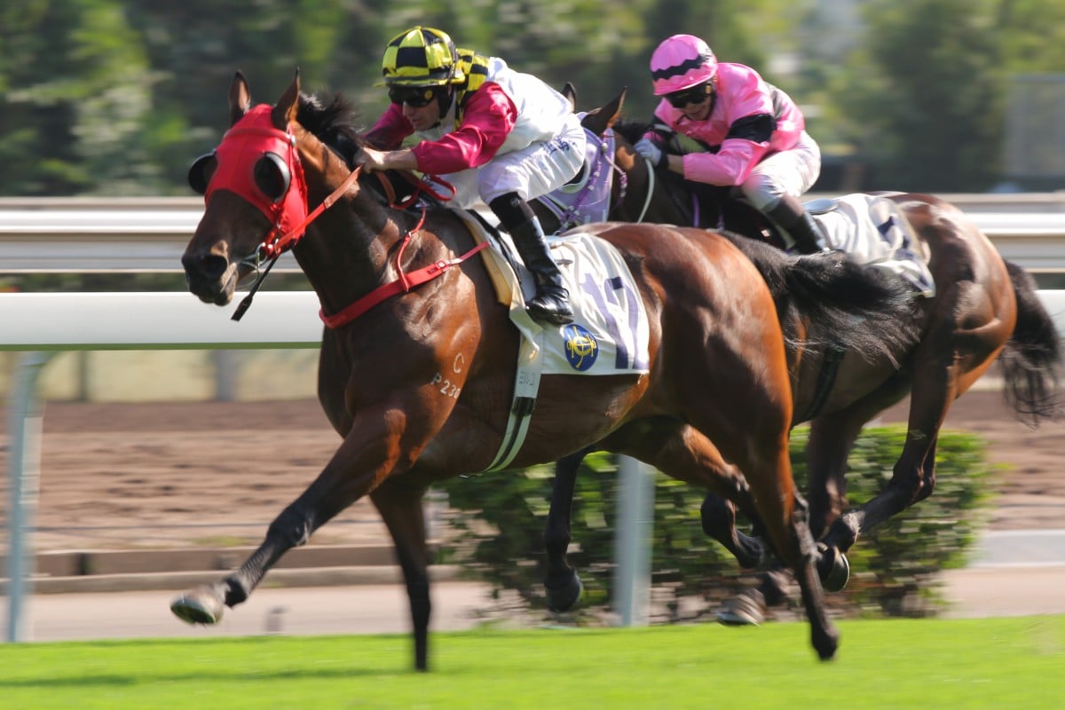 Supreme Profit can act as banker in the middle leg of the Triple Trio. Photo: Kenneth Chan