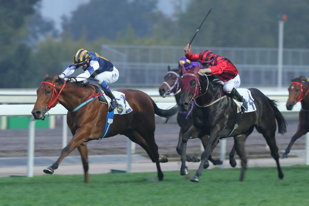 Luger, ridden by Douglas Whyte, wins at a mile last start, his first run in three months. Zac Purton takes over today, with Whyte committed to Giant Treasure. Photos: Kenneth Chan