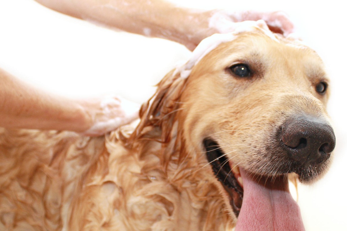 Summer raises infection risk for dogs with sensitive skin | Post