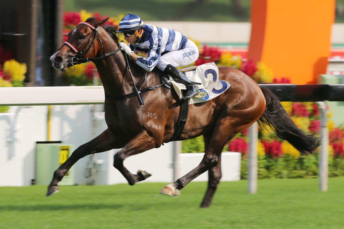 The emphatic win of Packing Pins stamped him as one of Hong Kong's most promising horses, with Group races now on his agenda. Photo: Kenneth Chan