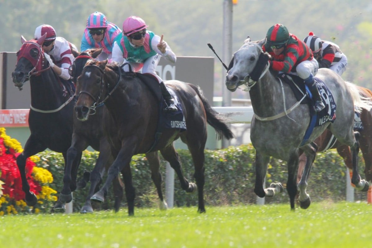 Flintshire is entered to defend his Hong Kong Vase title. Photo: Kenneth Chan