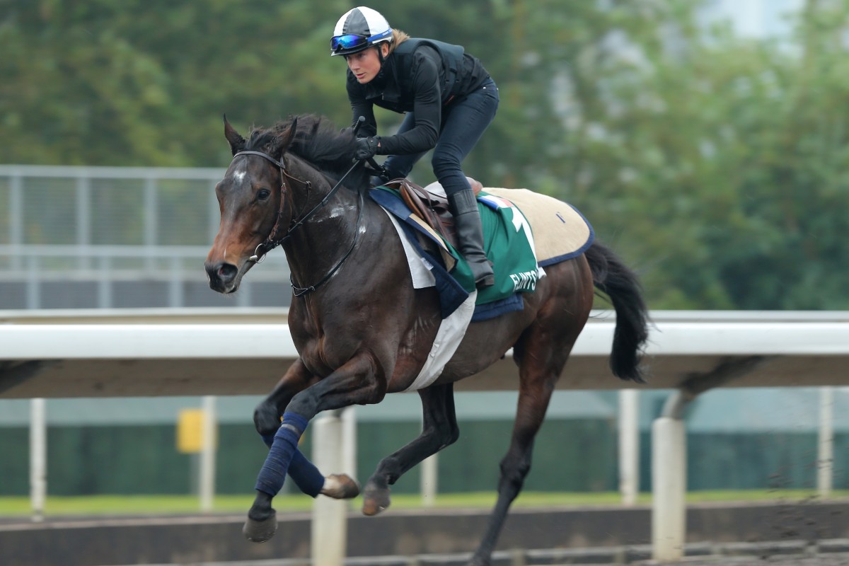 Flintshire brings with him a terrific backstory that has taken him to France, Dubai, the United Kingdom and the United States since his win in last year's Vase. Photo: Kenneth Chan