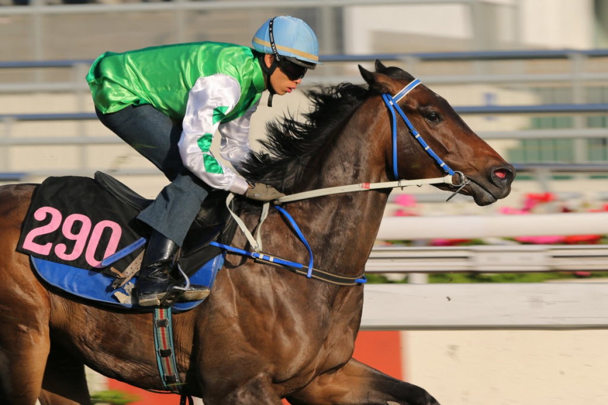 Everyday Lettuce was the front-runner for the 2015 Horse Name of the Year, but in a major upset, has been pipped at the post by a horse named on Monday. Photo: Kenneth Chan