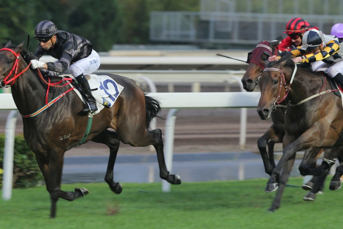 Victory Magic runs into second behind Sergeant Titanium last start, with stablemate Savvy Nature third. Both John Moore-trained horses have a chance in the Triple Trio middle leg. Photo: Kenneth Chan