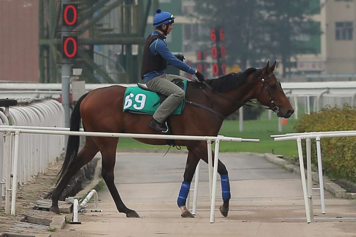 Aerovelocity, pictured at trackwork on Tuesday morning, endured a nightmare trip to Japan but can bounce back in time for next month’s Group One Chairman’s Sprint Prize. Photo: Kenneth Chan