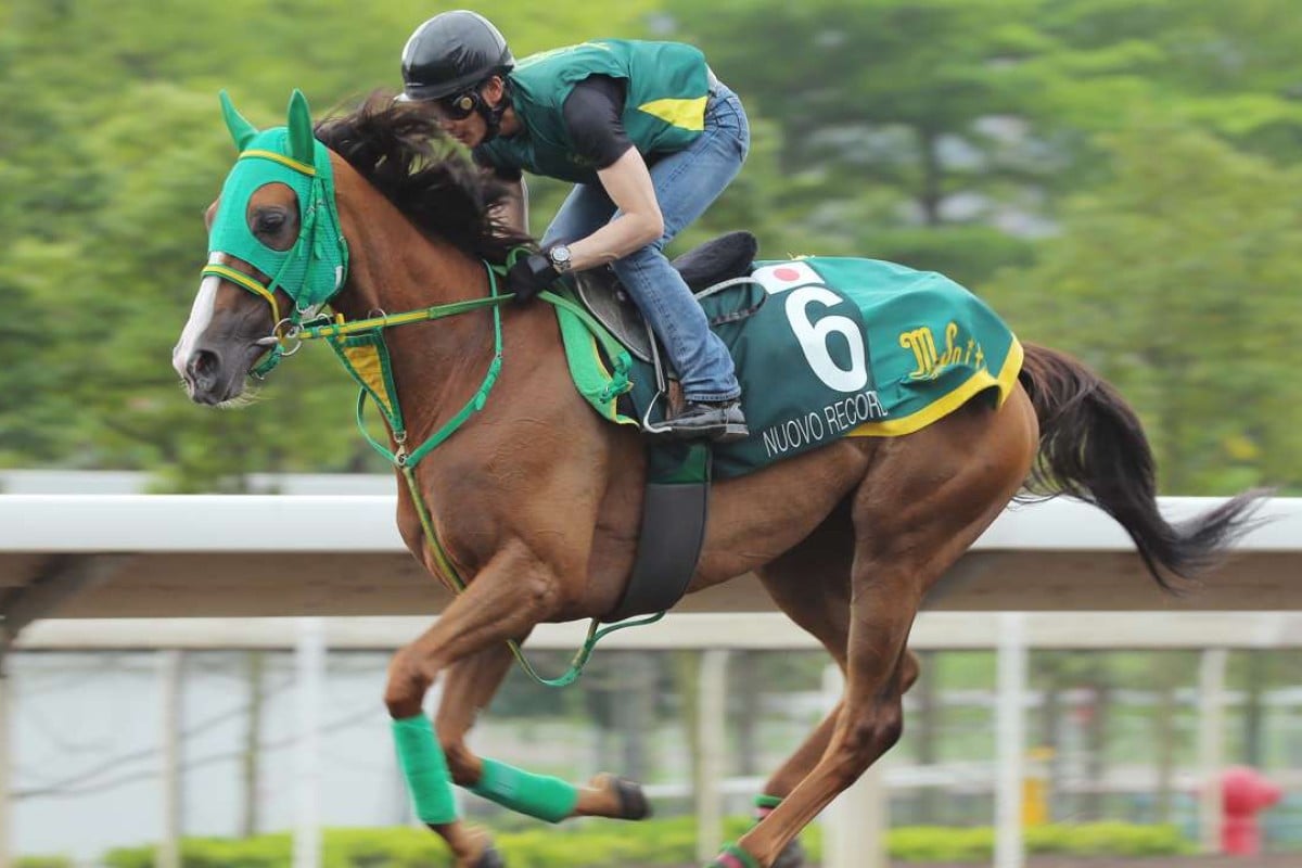 QE II Cup runner Nuovo Record gallops on the all weather track at Sha Tin. Photos: Kenneth Chan