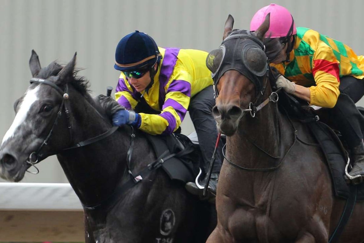 Harbour Alert (left) looks in good order for new trainer Paul O’Sullivan and can salute at Happy Valley. Photo: Kenneth Chan