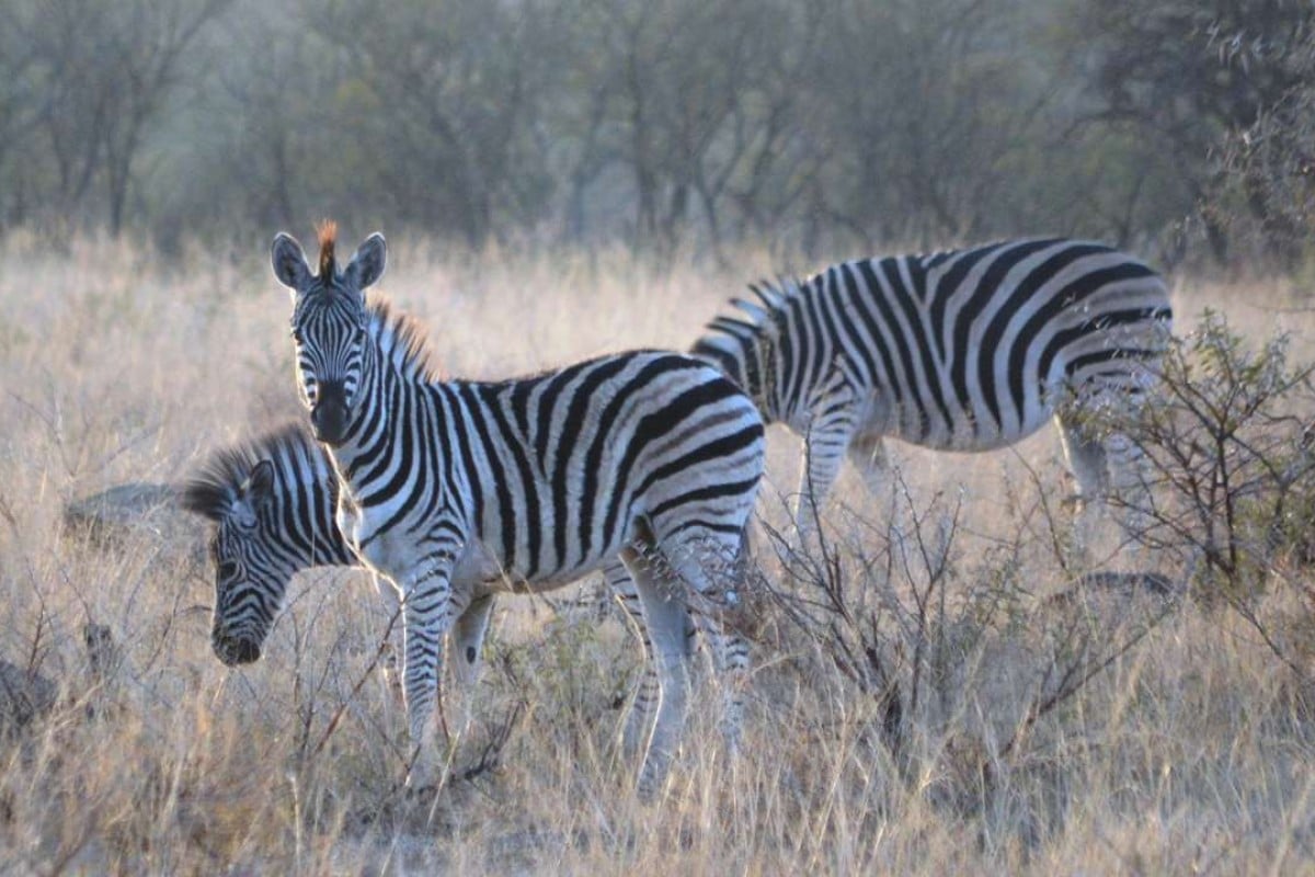 Horses of a different kind? The Griffin spent a week in South Africa, attending the Durban July and going on safari. Photo: Andrew Hawkins