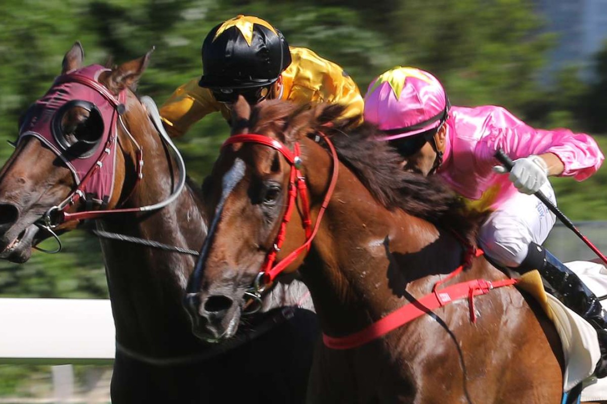 Dashing Fellow is just outgunned by Sun Jewellery in the Group Three Premier Cup last start. Photo: Kenneth Chan