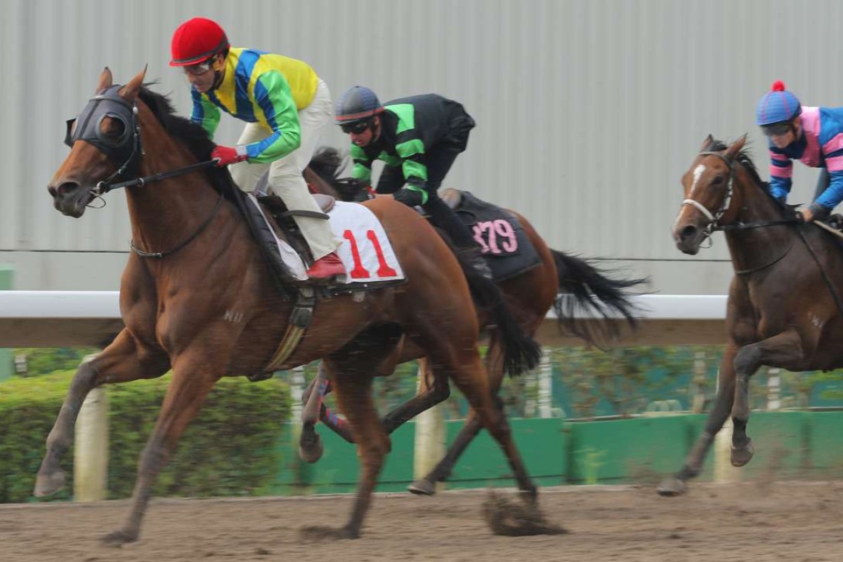 Rich Tapestry drops out during his trial at Sha Tin on Tuesday morning. Photo: Kenneth Chan