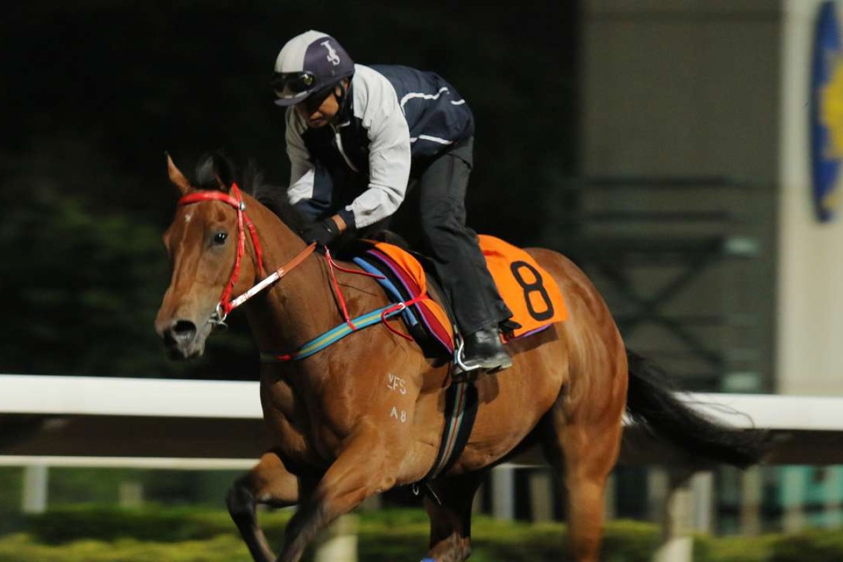 Money Boy works at trackwork on Thursday, he looks a great chance of breaking through on Saturday at Sha Tin. Photos: Kenneth Chan