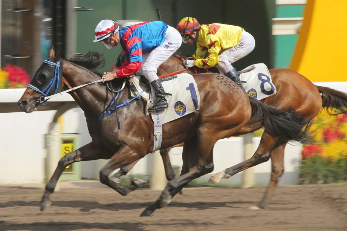Gun Pit wins one of his seven of his starts on Sha Tin’s all-weather track. Photos: Kenneth Chan