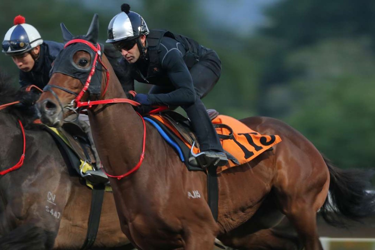 Limitless puts in an outstanding piece of work with jockey Neil Callan at Sha Tin on Thursday morning ahead of an 1,800m Class Two on Sunday. Photos: Kenneth Chan