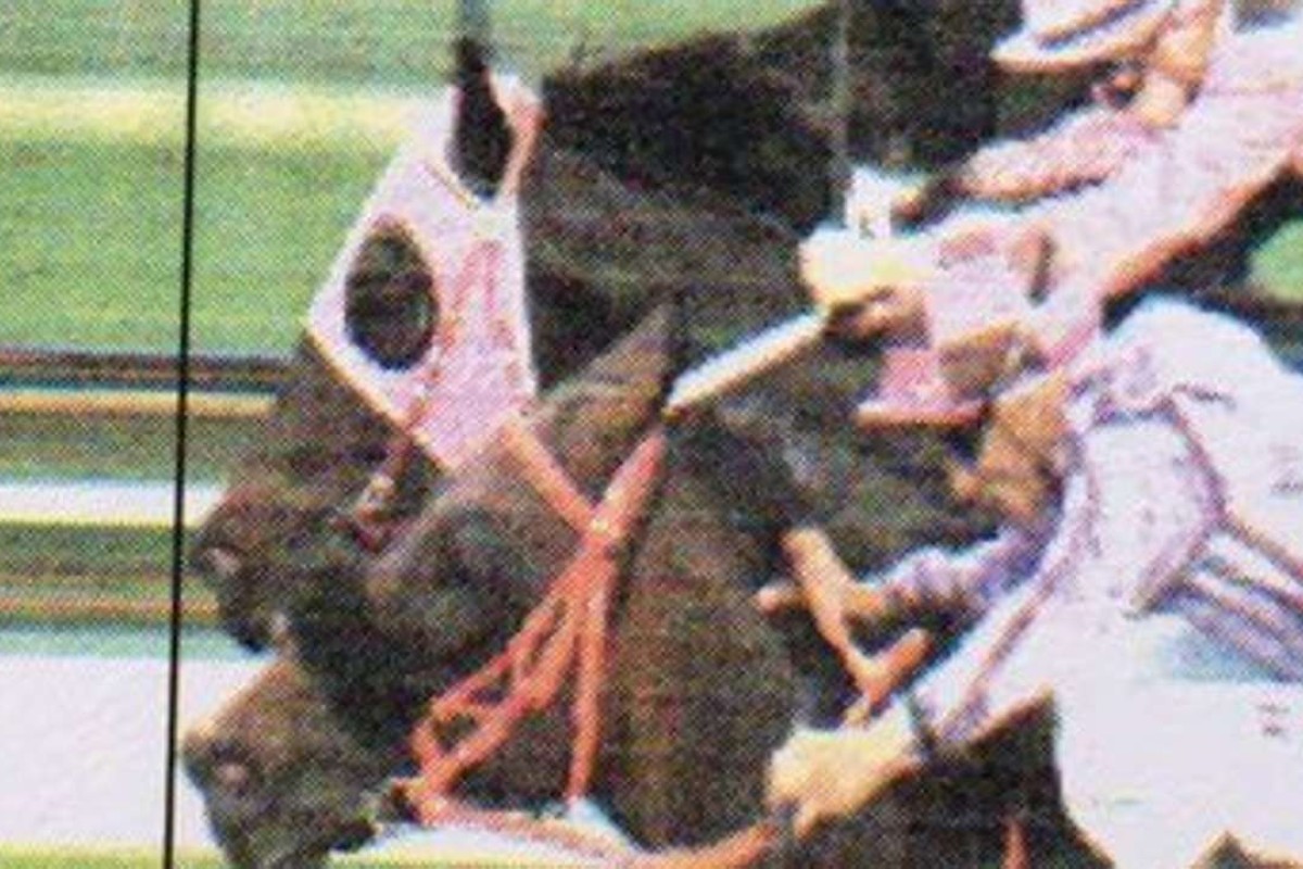 What Else But You appears to have a pencil-thin margin over Go Beauty Go in this photo. Photo: HKJC.