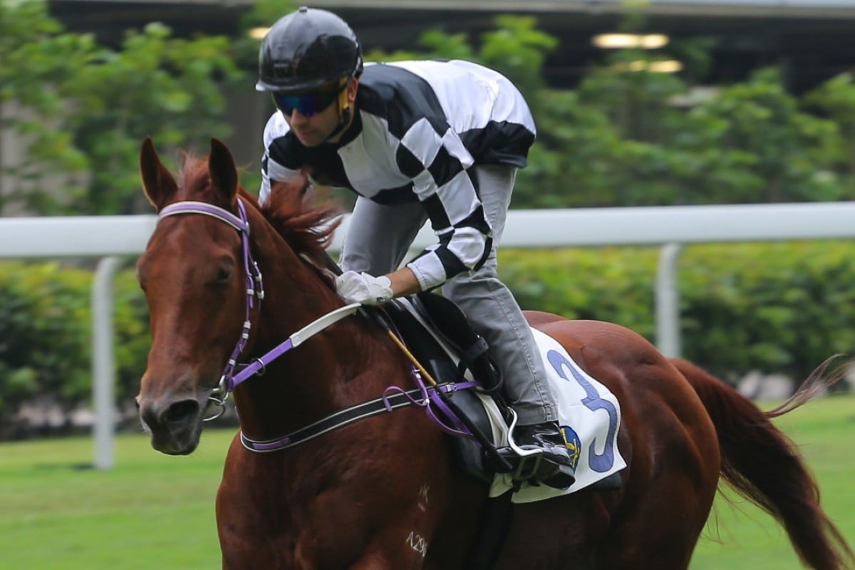 Joao Moreira rides Master Albert in a barrier trial. Photo: Kenneth Chan