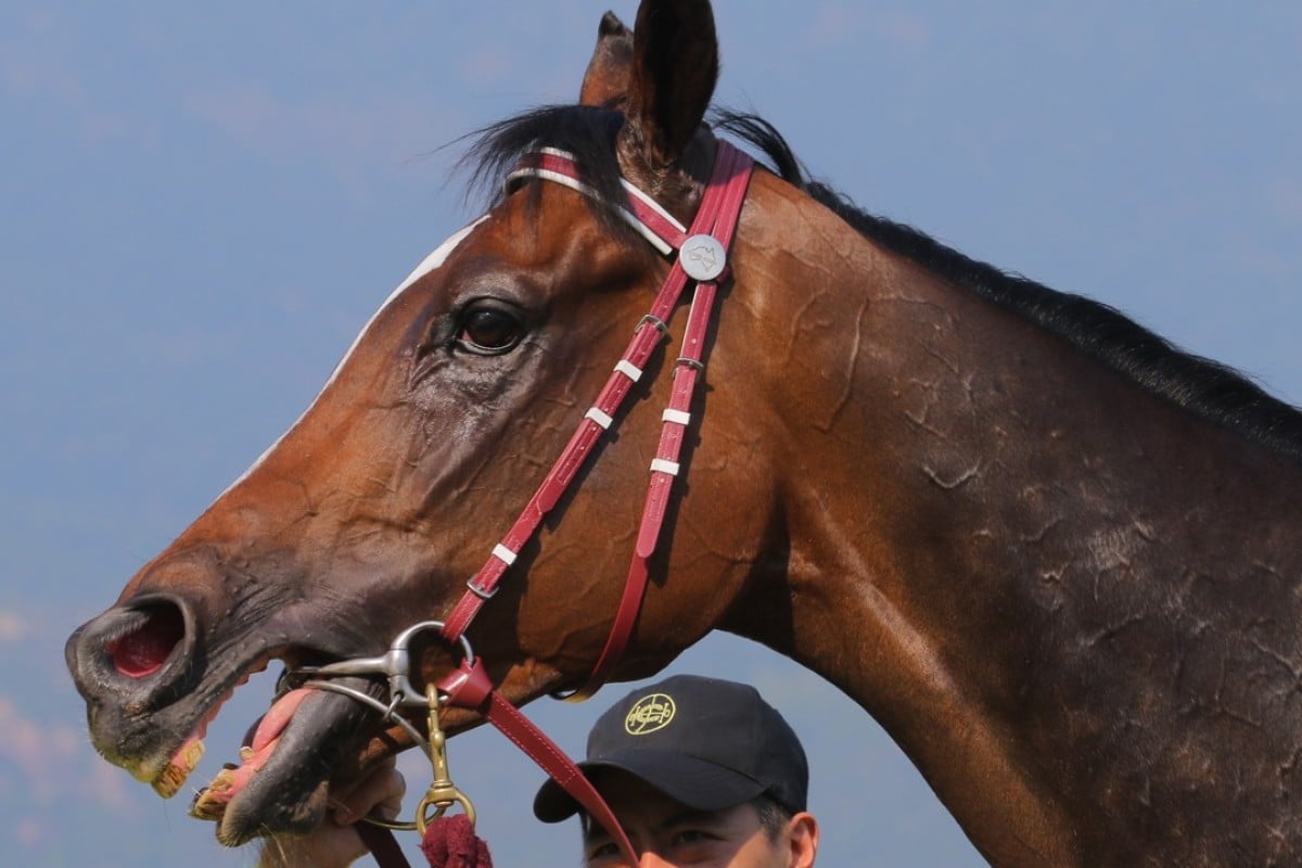 Former horse of the year Werther is primed for a big run over 1,600 metres on Sunday, says trainer John Moore. Photos: Kenneth Chan