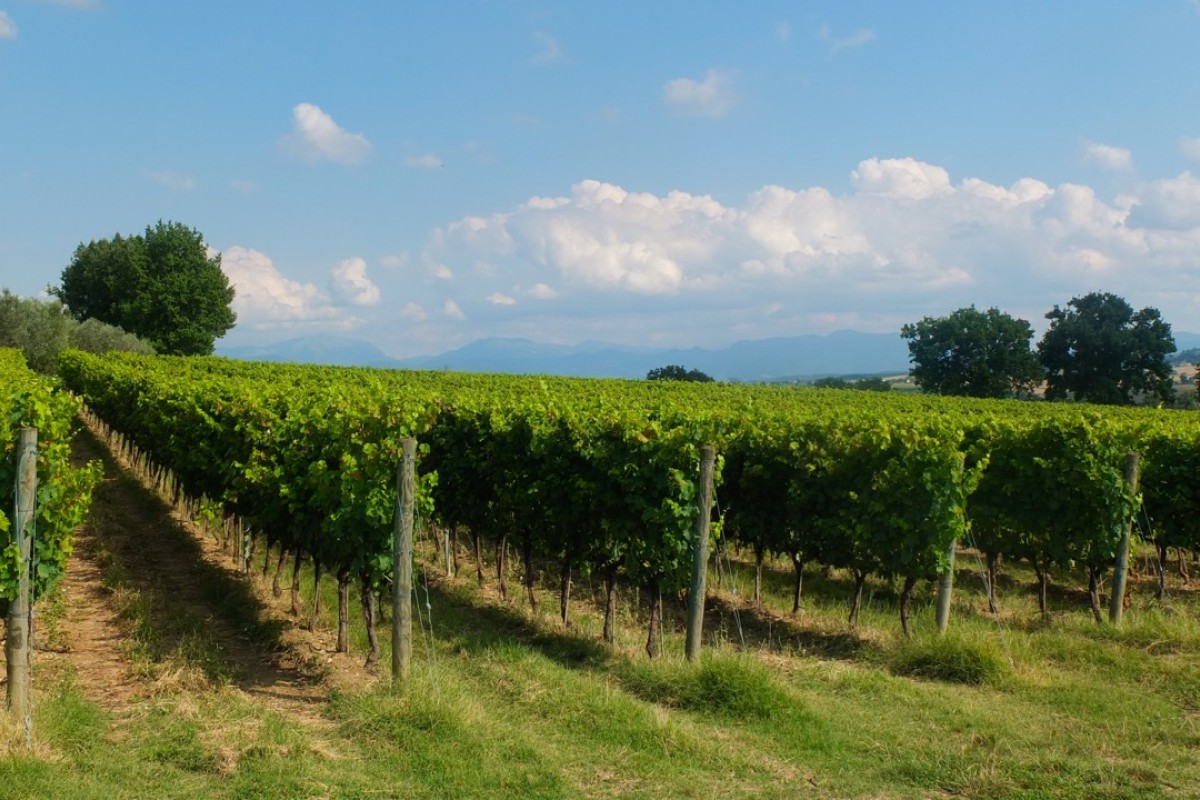 Three Italian whites wines that are not pinot grigio, which actually