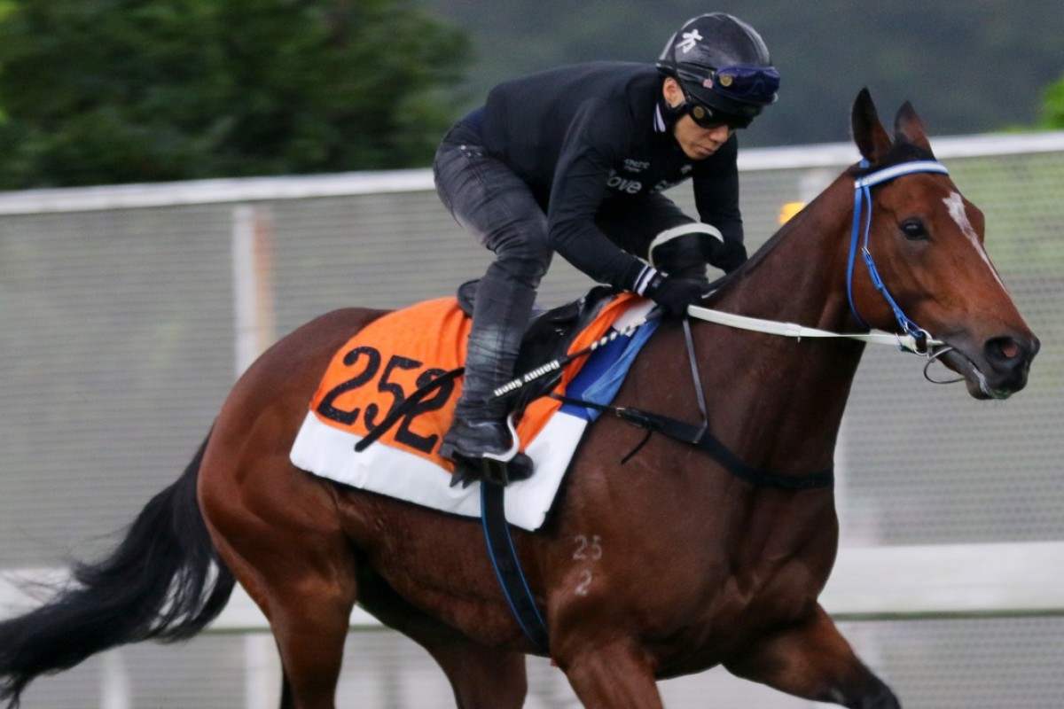 Southern Legend gallops on the turf at Sha Tin on Thursday morning. Photos: Kenneth Chan