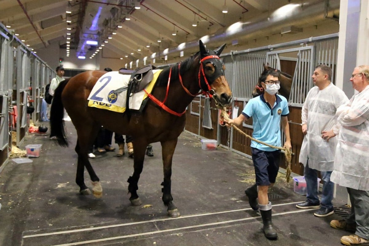 Horses at Conghua Racecourse are inspected by officials. Photo: HKJC