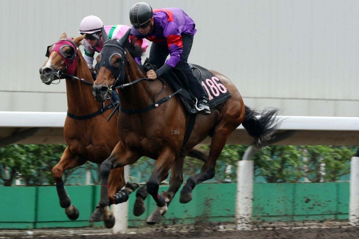 Fight Hero wins a barrier trial on his much preferred all-weather track late last month. Photos: Kenneth Chan