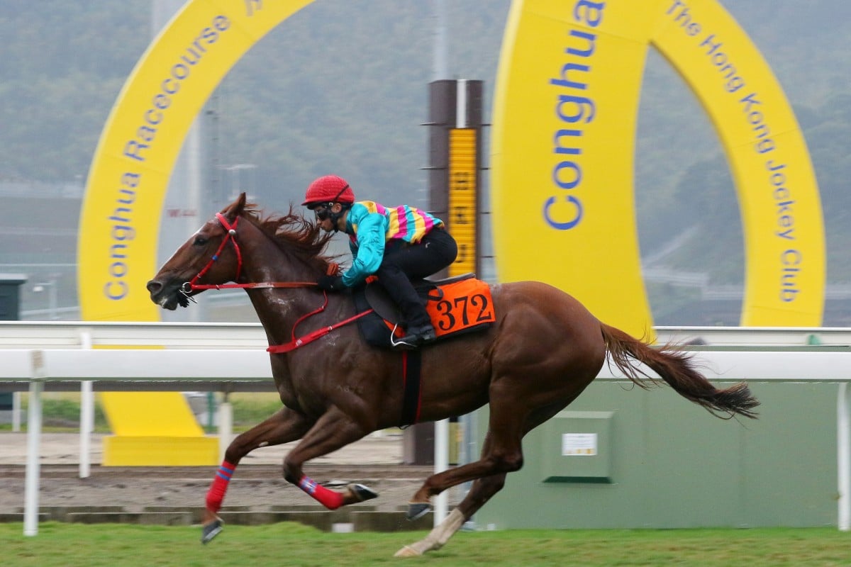 Dylan Mo trials Super Hoppy at Conghua Racecourse. Photo: Kenneth Chan