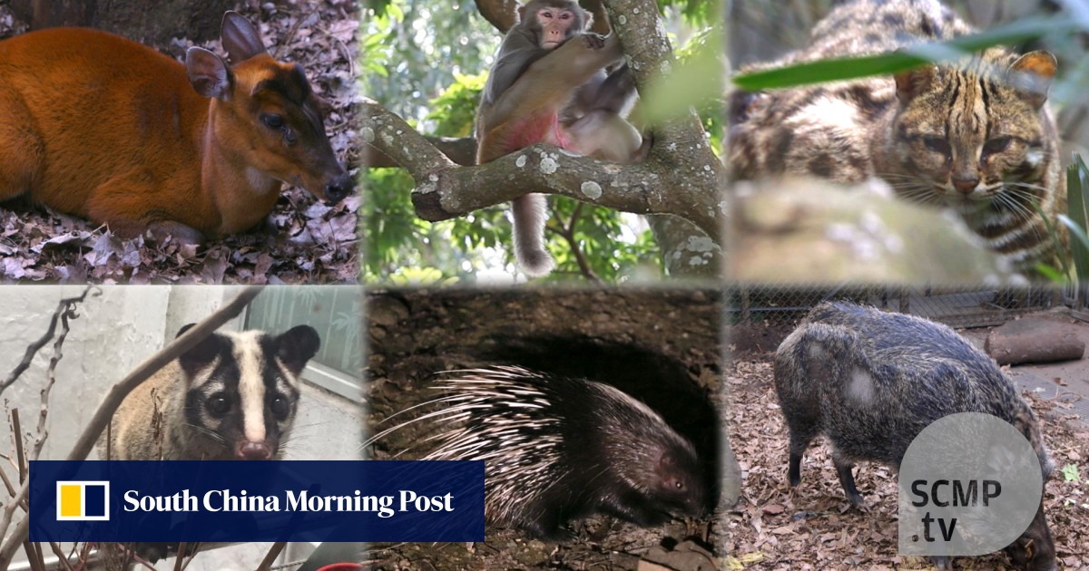 Have you seen all of Hong Kong's wild animals? | South China Morning Post