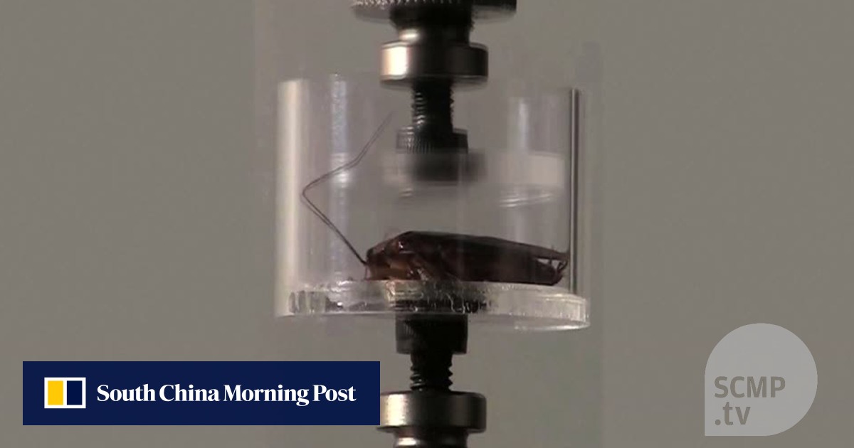 Robot roaches to the rescue | South China Morning Post