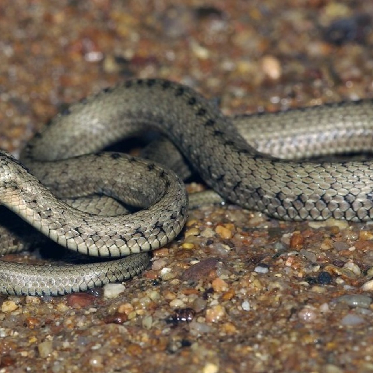 Could This Tibetan Snake Provide The Answer To Altitude