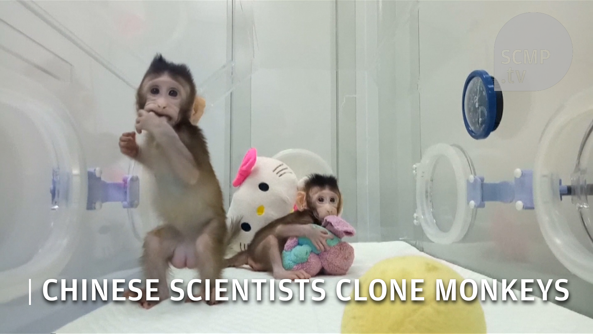 Chinese scientists clone five baby monkeys after…