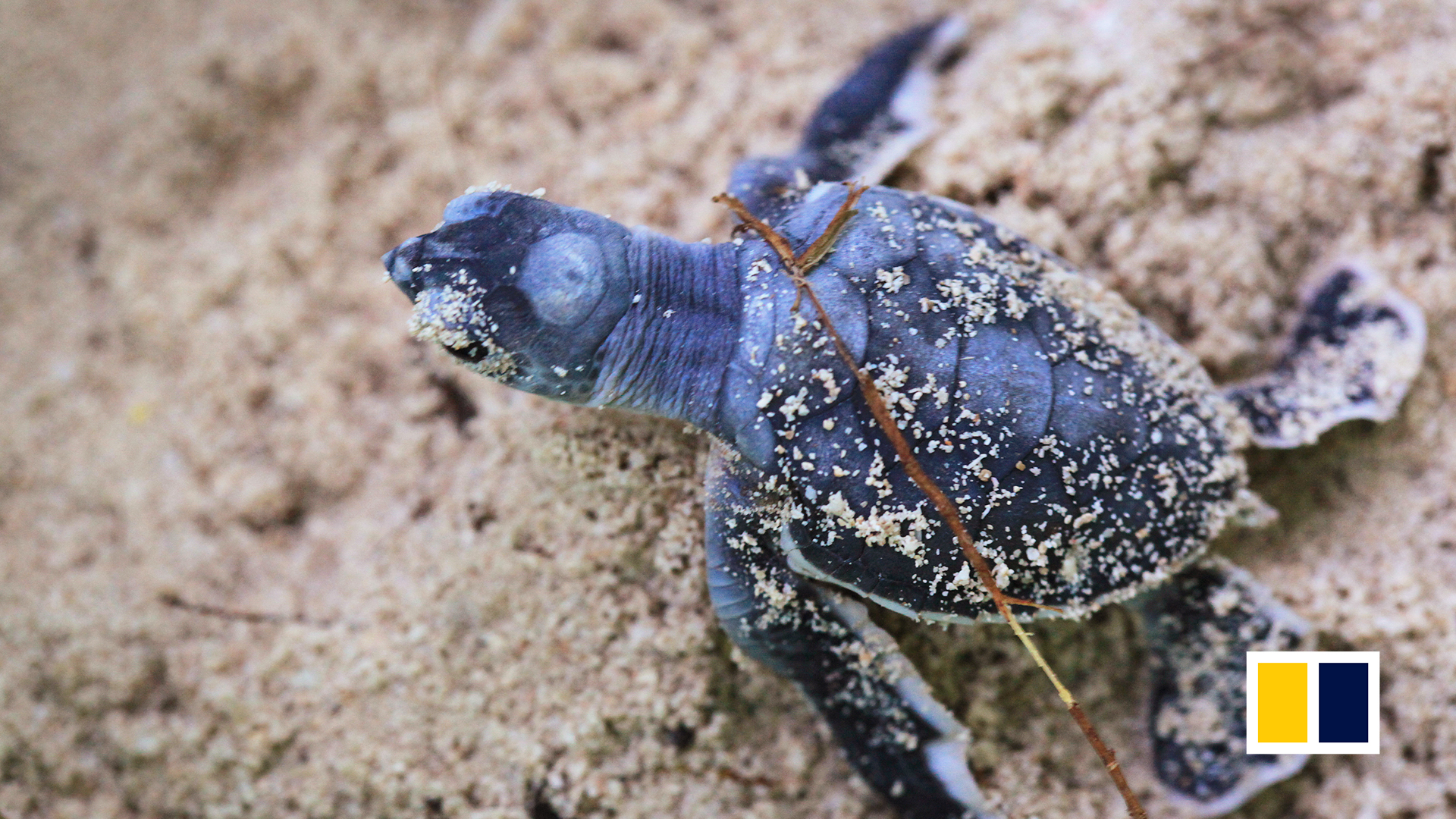 Turtle Sightings Dwindle On Hong Kongs Turtle Cove